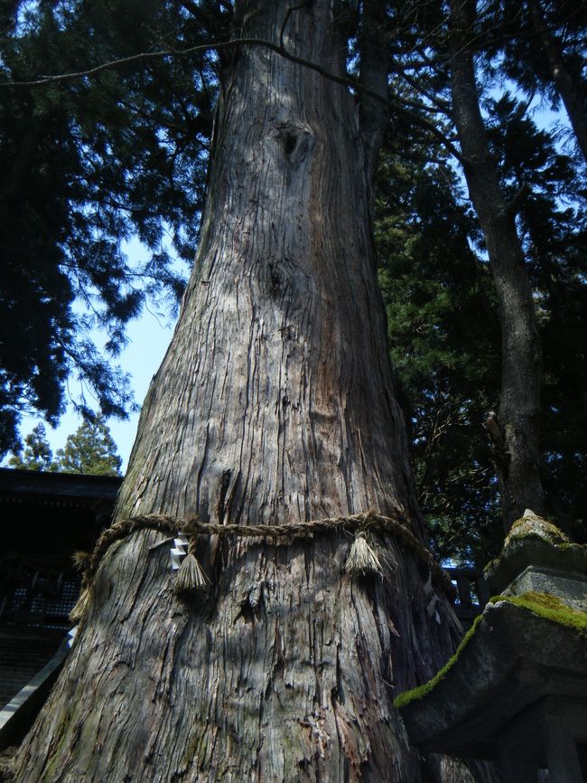 御神木<br />立派な杉の木