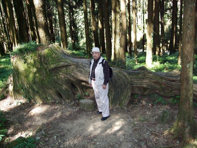 阿里山の古樹の写真がいっぱいありました。
