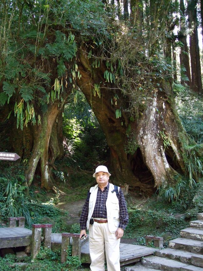 木肌に、シダや別のものがぶら下がっています。<br /><br />