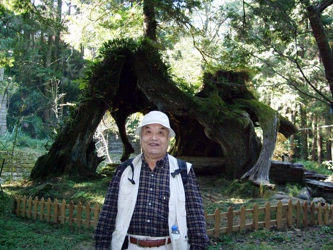 何か、あっちこっちに老木があるエリアなんですね。