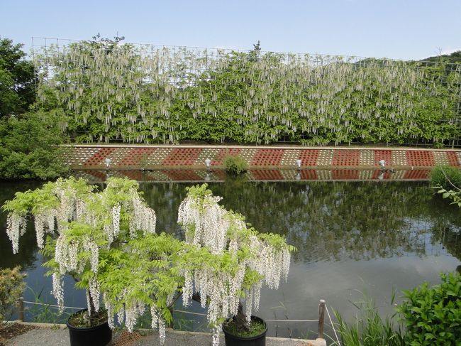 しろ藤の滝としろ藤の鉢植え