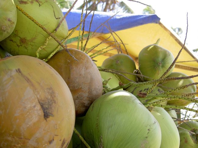 椰子の実ジュースでも飲もう。