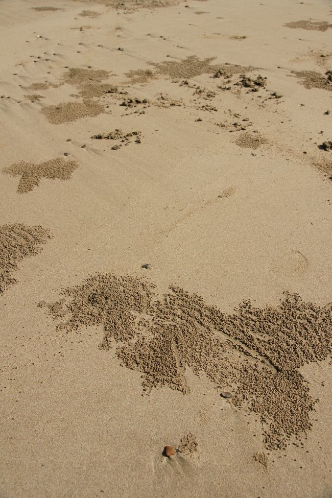 ビーチでは、カニが掘り出した砂玉が見られます。<br />アートのようにも見えませんか?