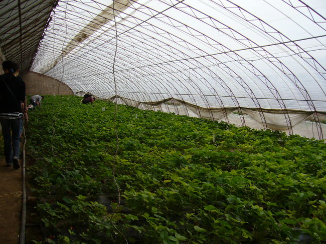 内側はこんなになってます。<br />さあ、摘むぞ〜！