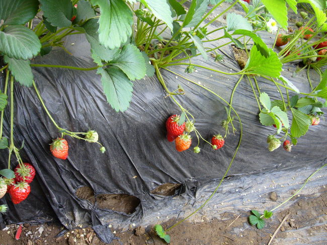 こんな感じでいっぱいなっています。<br />箱に摘んでいきます。<br /><br />３０個くらい？で４０元位（＝大体５００円）。<br /><br />あるスーパーで前にイチゴ買ったら農薬っぽい？カビっぽい？味がして不味くて食べれなかったけど、これは「有機」って書いてあるだけ普通に甘くておいしかった!(^^)!<br />