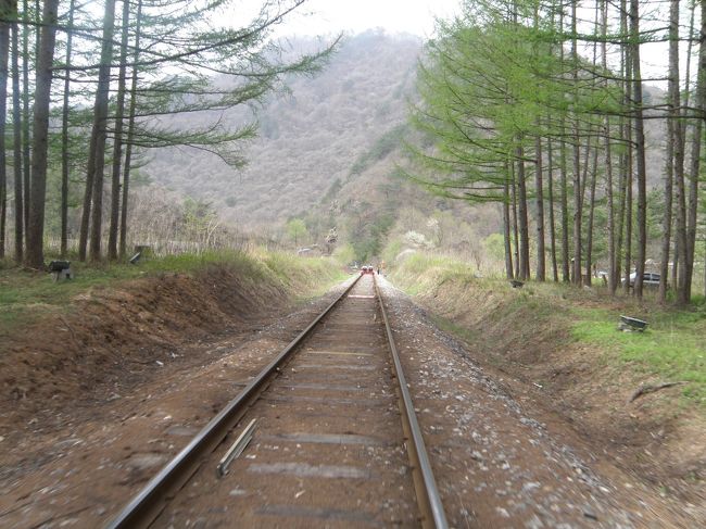 韓国では珍しく唐松の林などあって