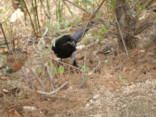 40年近く立ち入り禁止にしていた所なので<br />自然一杯でこれは何だっけ韓国の国鳥だっけ<br />調べとこう、多分「かささぎ」だろう
