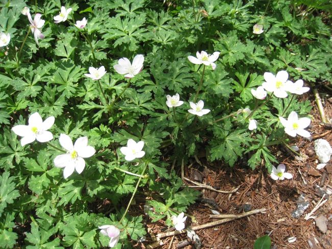 ニリンソウが咲いていました！