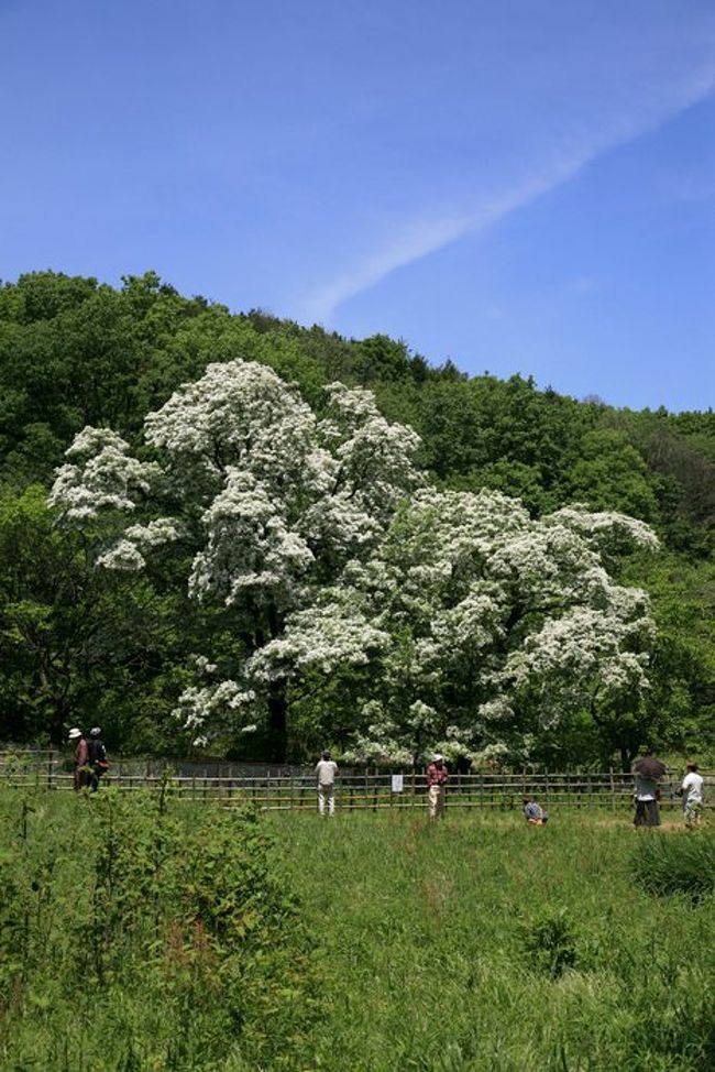 小さな旅 愛知犬山市 西洞の雪の花 ヒトツバタゴ なんじゃもんじゃ 満開 犬山 愛知県 の旅行記 ブログ By シベックさん フォートラベル