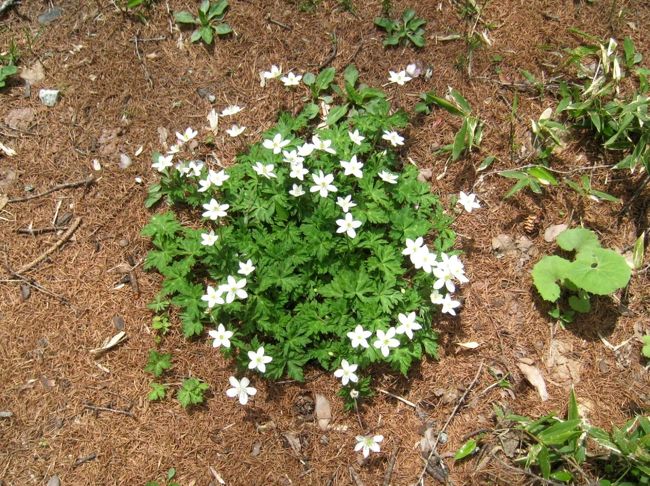 ここにもニリンソウだ！友人の家の庭にも咲いているとか。