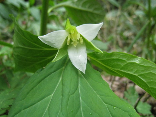 シロバナエンレイソウ<br />