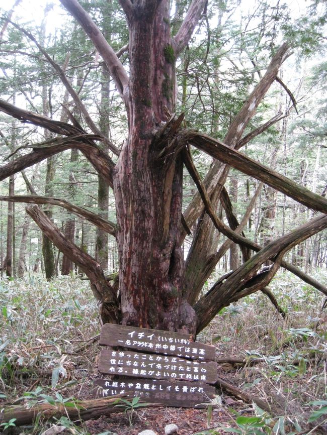 イチイの古木