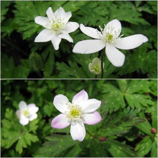 ニリンソウには、真っ白と少しピンクが入ったのがありました。小さく可愛い花です。