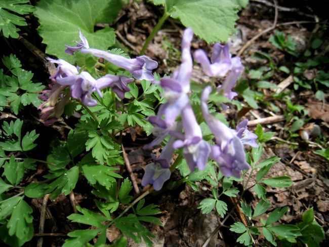 タツナミソウ（立浪草）<br />　マクロで写したら失敗、ボケでしまいました。