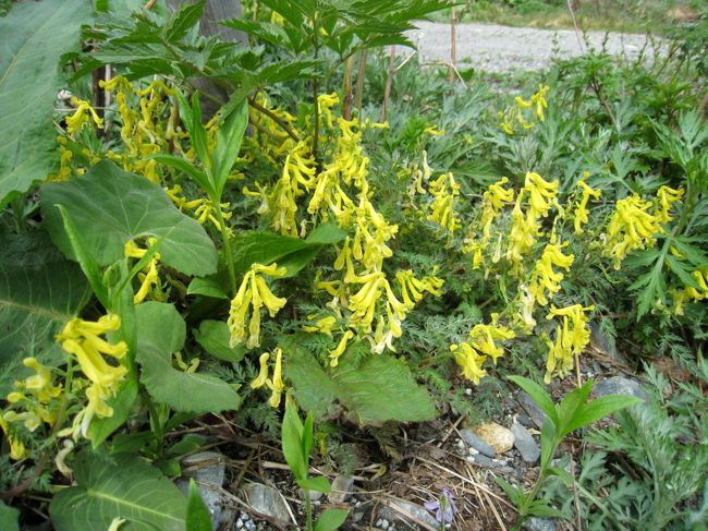 ミヤマキケマン