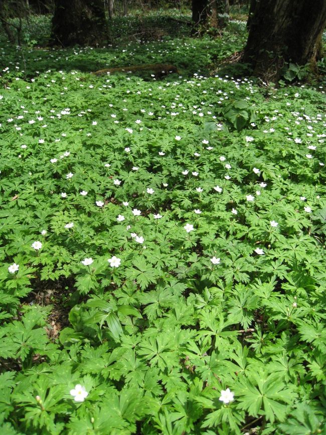 初めは徳沢の方まで行こうと思いましたが、明神橋間でのところでも沢山ニリンソウが見られたので、ここから明神池の方に行くことにしました。そのほうがゆっくり出来ますので。