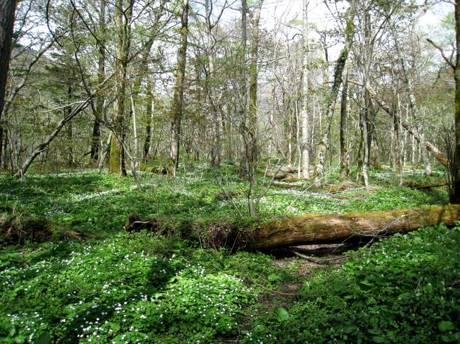 あそこにもここにもニリンソウです。