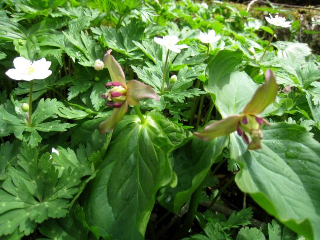 これもエンレイソウ