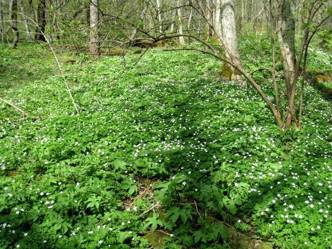 群生している花って大好き！