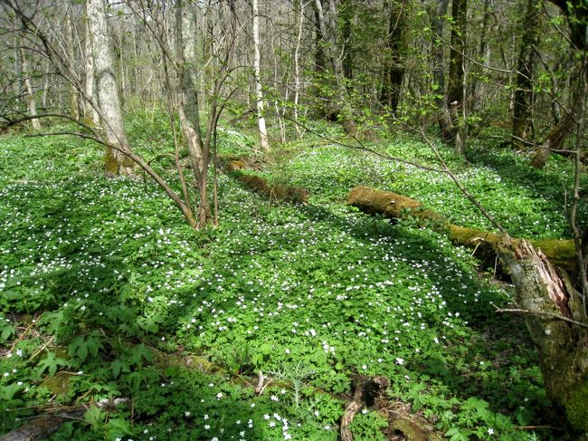 朝の雨から、信じられないお天気の回復に、友人と「私達日頃の行いがいいんだね」と妙に納得(o^-^o) 