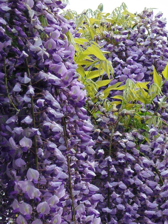 <br />ここも立派な藤棚がありましたょ^^<br />来月には…紫陽花が綺麗だろうな