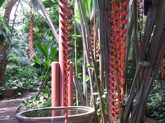庭の植物が面白い。迫力。