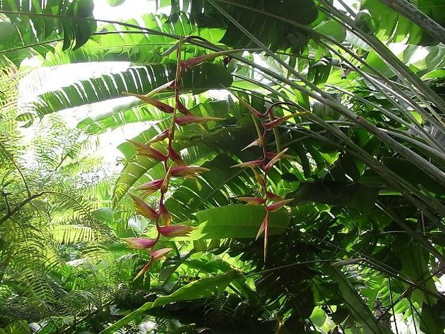 花ですね。名前は分かりませんが。<br />バナナの花かな？