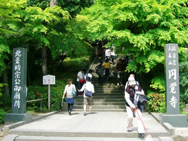 ＪＲ横須賀線で鎌倉〜北鎌倉までひと駅<br />３０分位の道程だろが…如何せん我々の<br />ような観光客で埋め尽くされ歩くのも儘な<br />らぬ状況(；´д｀)<br /><br />手堅く電車移動にしたら大正解〜☆<br />線路伝いに凄い人波が続いていたのだ。<br />北鎌倉駅下車徒歩１分『円覚寺』はある。<br />