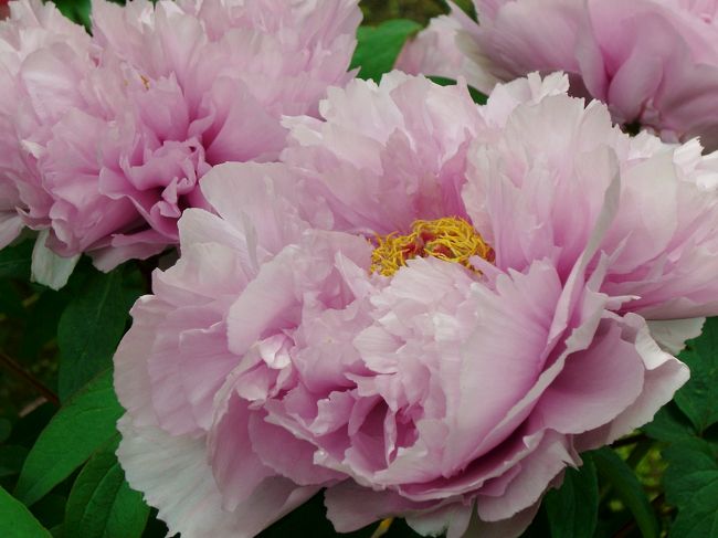 <br />境内の牡丹がとても美しくて見惚れて<br />しまいました^^