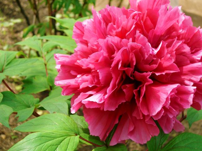 <br />濃い色彩の牡丹もなかなか良いですね！<br />境内にある花々は心に沁みる一服の清涼剤<br />のようです^^