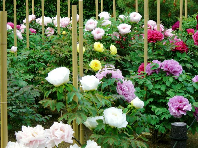 <br />この季節... 寺にはお約束？の牡丹<br />色とりどりに満開です^^