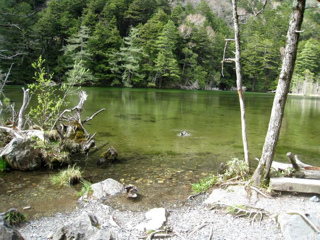 しばらく木の上に座り、神秘的な景色を眺めていました。