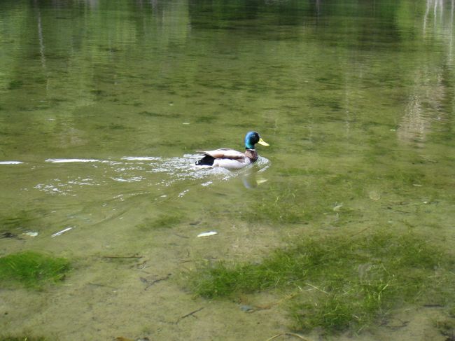 きれいな色の鴨だから雄ですね。
