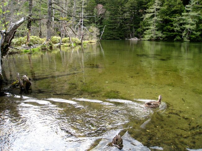 原生林に囲まれた池には、マガモが自由に遊んでいます。