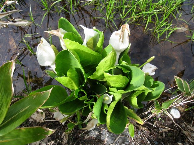 あ、水芭蕉がありました。