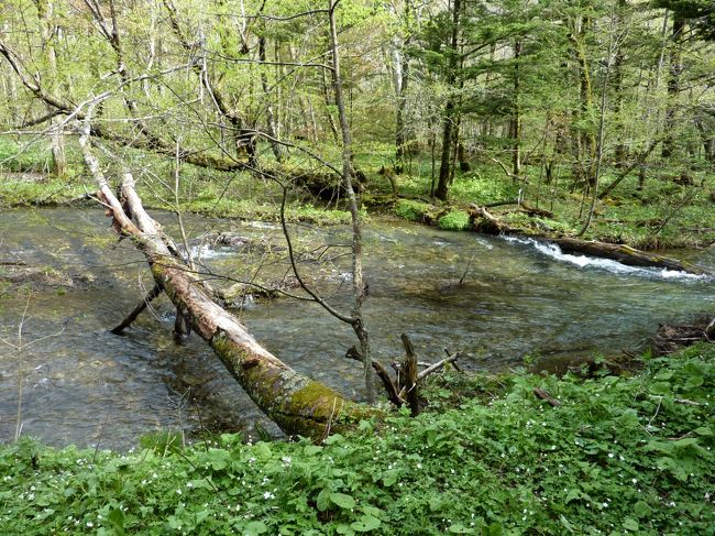 鶯がよく鳴いています。姿がはっきり見えました。鳥まで人に慣れて逃げません。