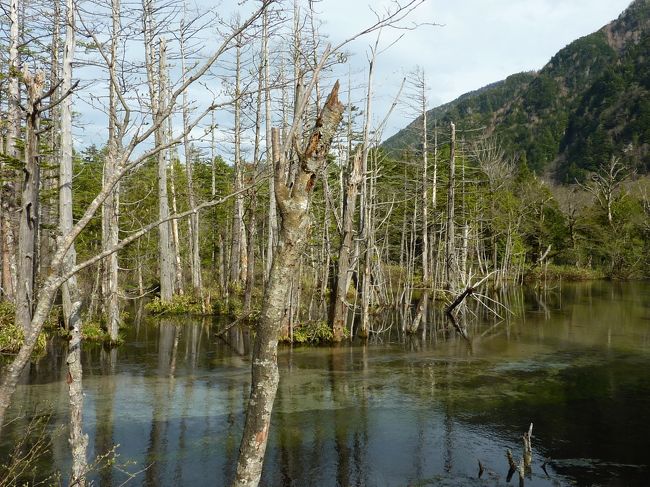 立ち枯れの木がアクセントになりいい雰囲気です。