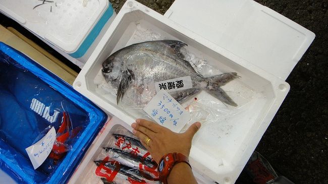 でかいマナカツオを発見。