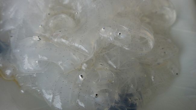 のれそれ　のアップ。