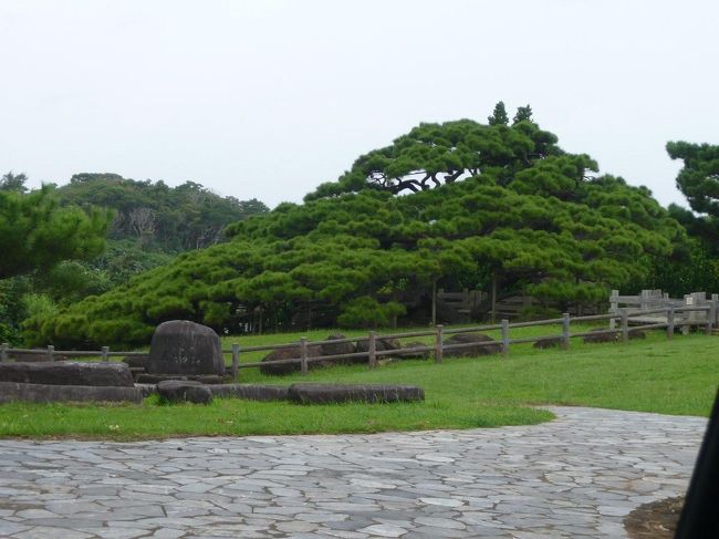 五枝の松です。大迫力で圧巻です。<br />そんなこんなで、楽しかった久米島旅行も終わりです。<br />那覇経由で那覇でごはんを食べ、東京に戻りました。