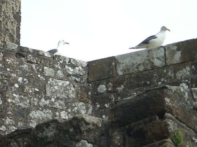 海なので鳥もいます