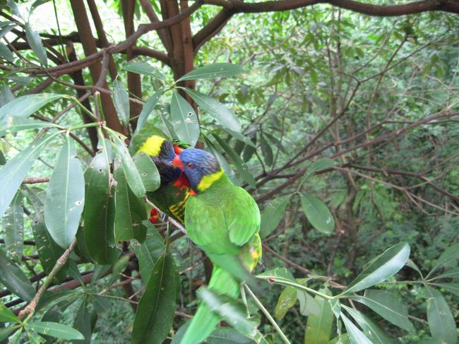 ジュロンバードパークも行きました。バスもあるけどタクシーのほうが安くて早いです。内部はモノレールに乗って移動できます。<br />半日くらいでほとんど見て回れました。クーラーのきいている室内もありで赤ちゃんづれにもおすすめです。抱っこ紐のほうがつり橋などを渡ったりできて楽しめますがバギーでも回れます。