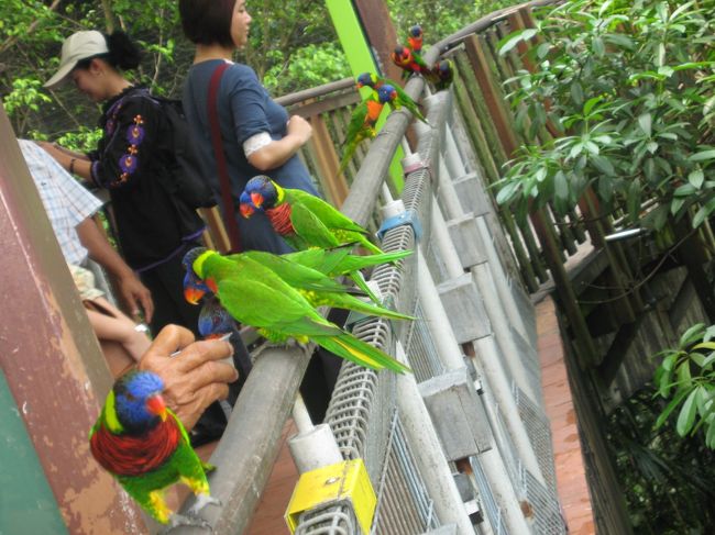 自分たちが鳥の巨大なケージに入るようなつくりになっていて、きれいな鳥がたくさん！