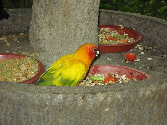 南国らしいカラフルな小鳥。