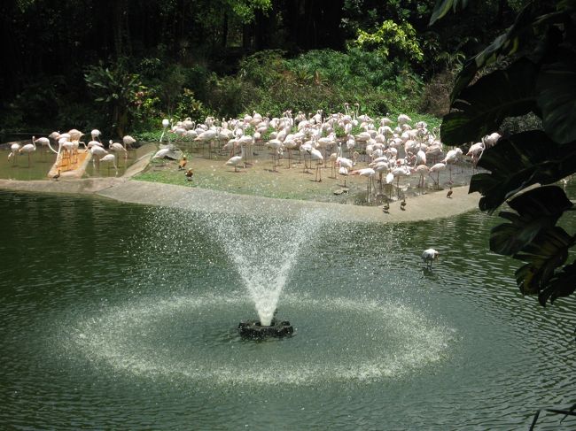 池のまわりにはフラミンゴ