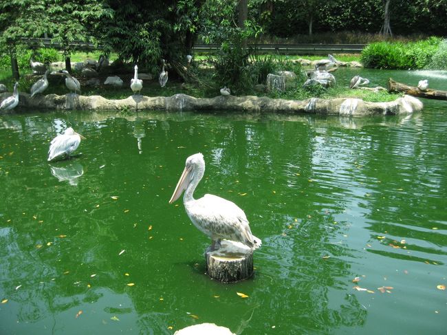 ペリカンって結構大きい・・。