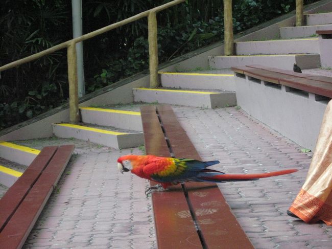 オウムが隣に降りてきてました！