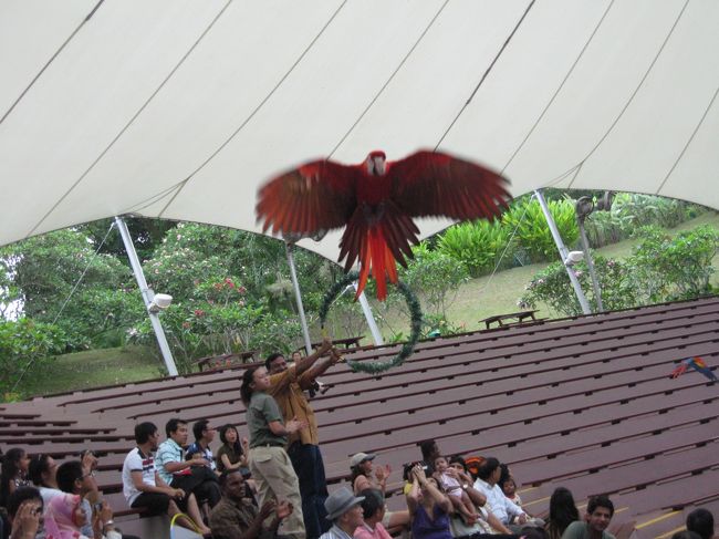 オウムはシンガポールらしく、中国語と英語が話せました。