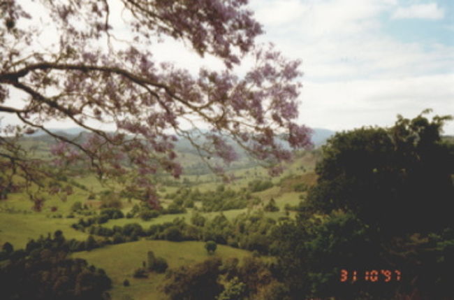 1997/10/31　Byron Bay<br /><br />Jim's Nimbin Tourに参加。Nimbinという、ちょっとアングラ的な村があり、そこに行くツアーがByron Bayからいくつか出ているのだ。Nimbinまでの道のり、紫色の、桜並木のような景色を発見。