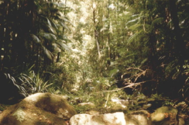 この辺りにNimbinの主のような人が住んでいる。謎のフルーツをいただいた。